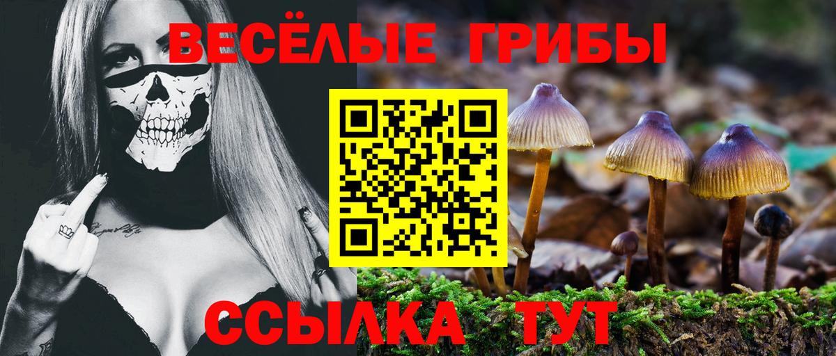 где купить наркотик  Псилоцибиновые грибы GOLDEN TEACHER  Тимашёвск  Вход с VPN  Псилоцибиновые грибы GOLDEN TEACHER 